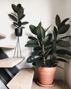 Стайни растения, които са идеални за вашия дом