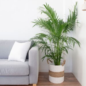 Стайни растения, които са идеални за вашия дом