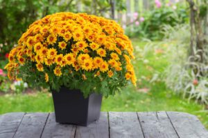 Какво символизират различните цветя във Вашия дом