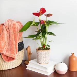 Влаголюбивите растения – идеалната декорация за вашата баня