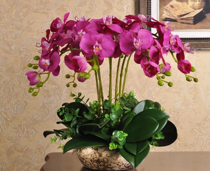 Орхидеята – красивият аксесоар на всеки дом! Ето от какви грижи се нуждае