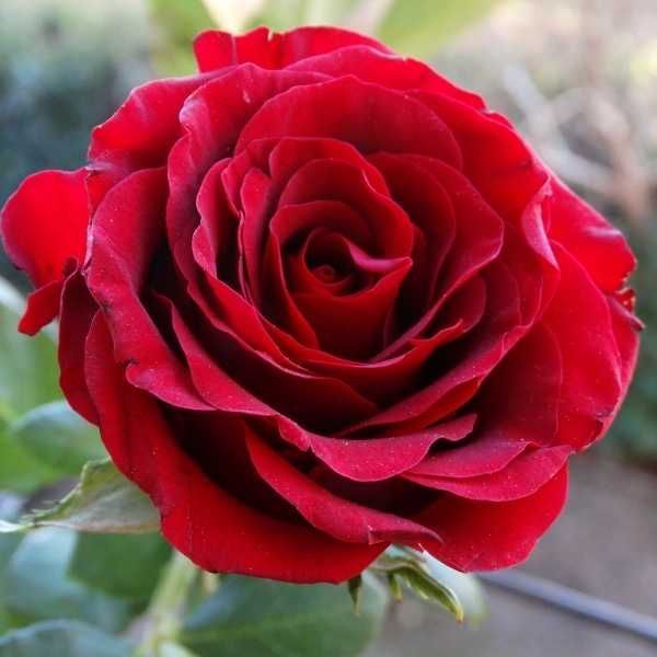 Роза – цветето за красив и стилен дом