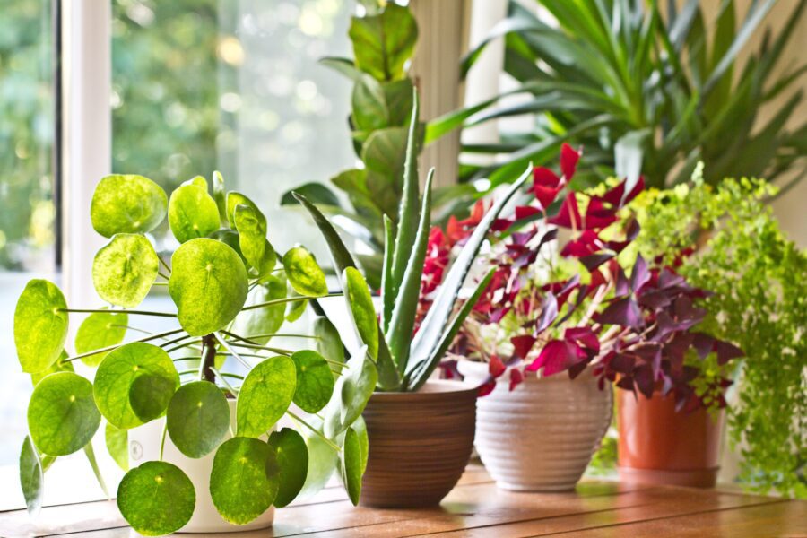 ВНИМАНИЕ! 10 ползи за здравето от стайните растения във вашия дом