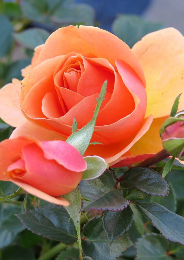 Роза – цветето за красив и стилен дом