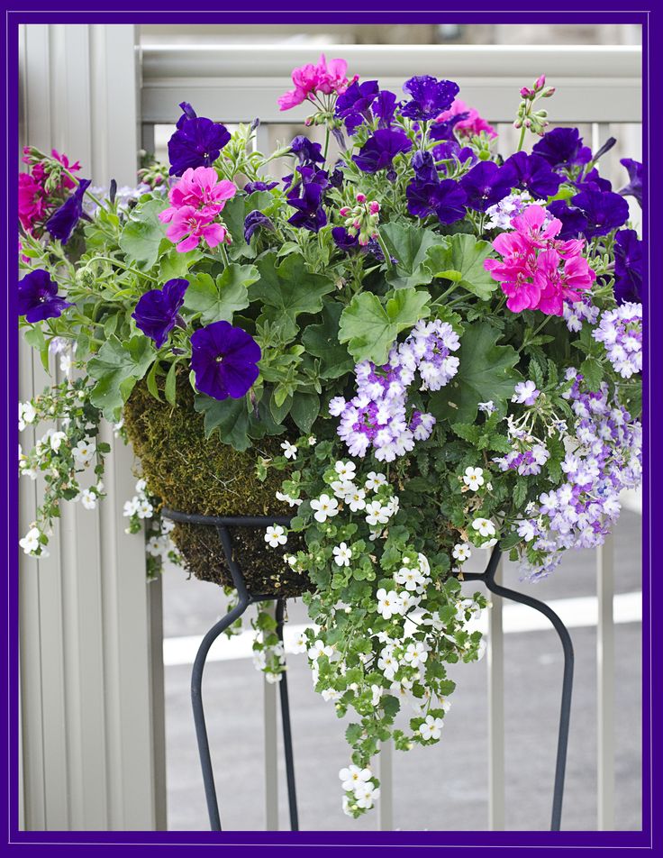 Цветята в градината, които може да отглеждате и на балкона