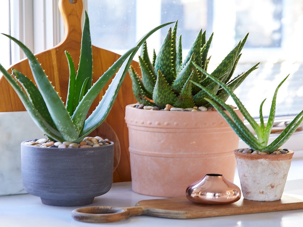 Най-добрият избор за стайни растения през студените месеци във вашия дом