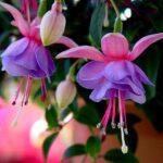 Фуксия – цветето, което трябва да присъства във всеки дом