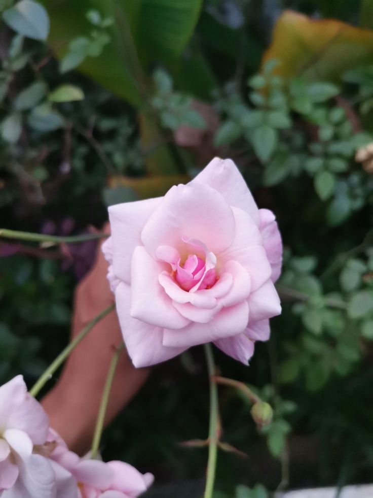 Есенно подрязване на рози: За красива градина през топлите сезони