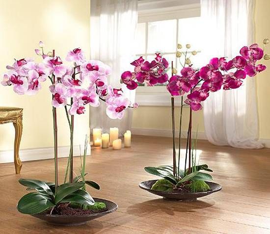Поливане на орхидея – как се прави и често срещани грешки