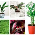 5 сенколюбиви растения за вашия дом