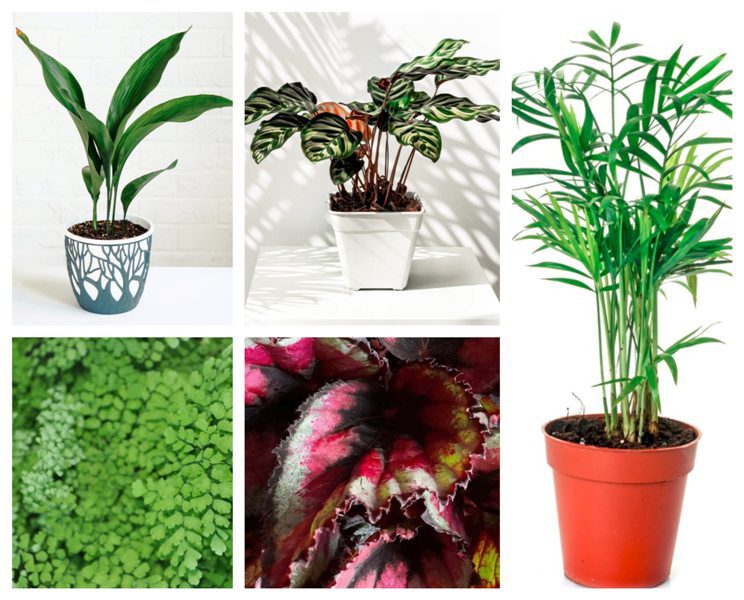 5 сенколюбиви растения за вашия дом