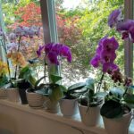 Орхидеи цветове и интересни факти