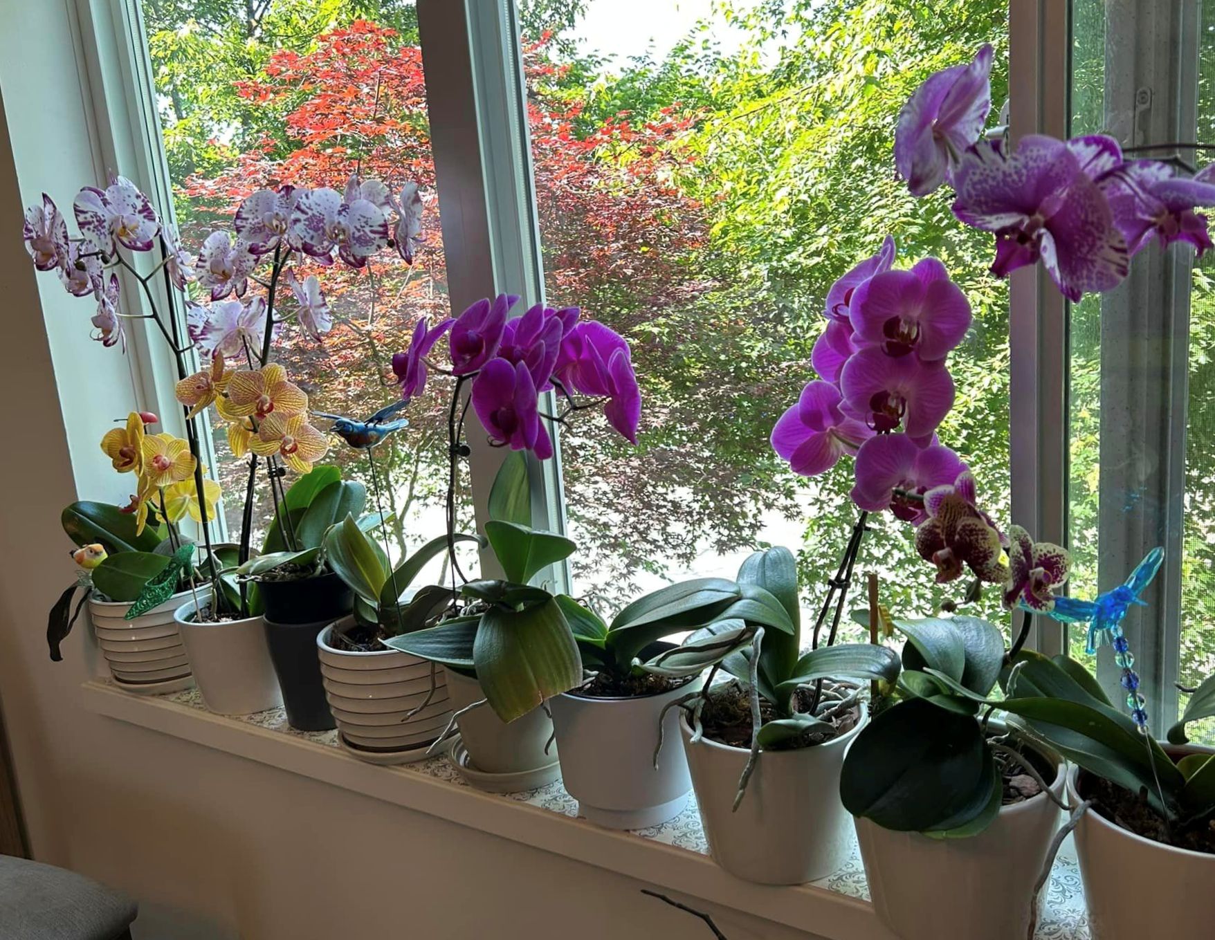 Орхидеи цветове и интересни факти